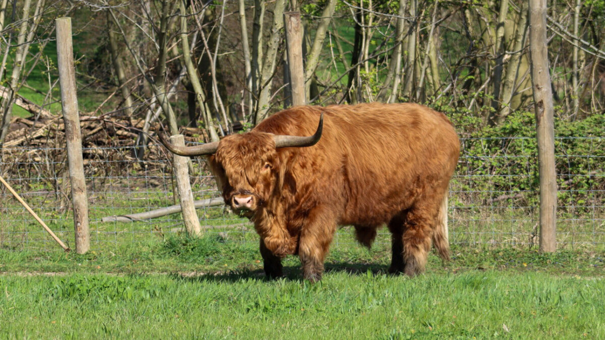 Schotse Hooglander.jpg