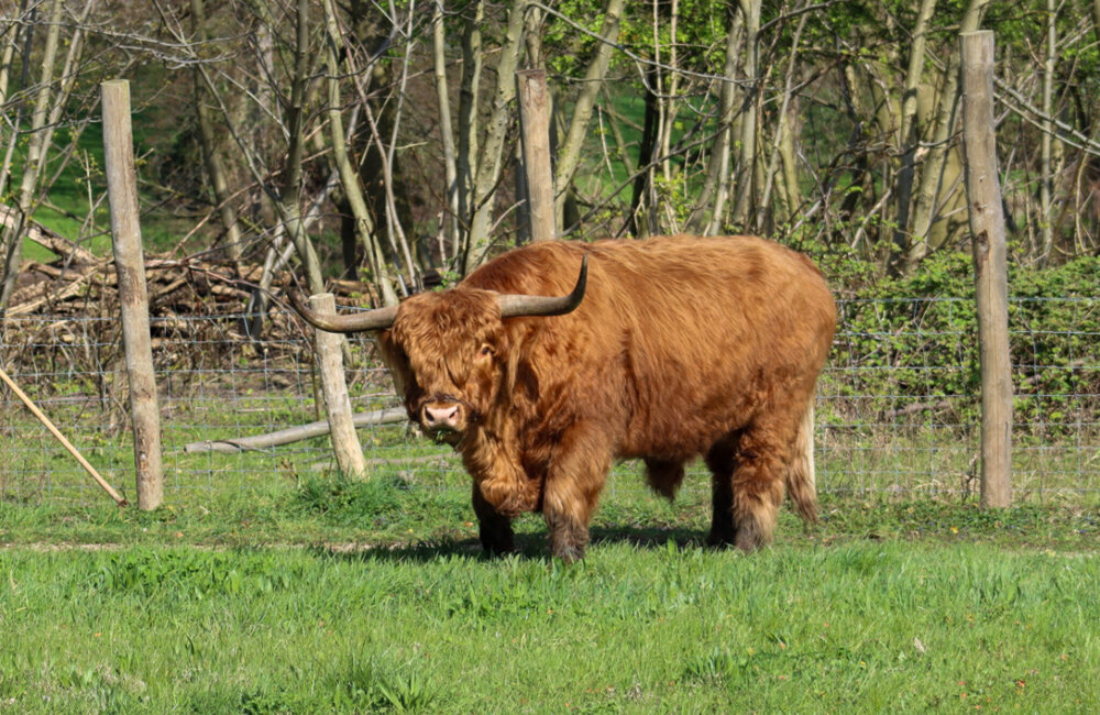 Schotse Hooglander.jpg